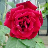 Umbriel683122