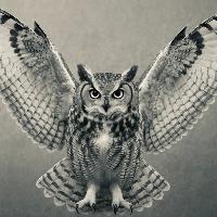 Photo de profil de Hayabusa774874