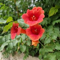 Umbriel616439