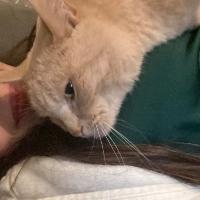 Photo de profil de Minoushka
