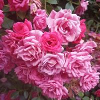 Charline26083
