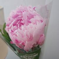 Bijou951442