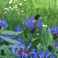 Violette888