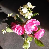 Photo de profil de Voyager420368