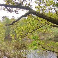 Laeti2656