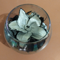 Membre Miranda241653