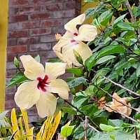 Membre Tcheliabinsk515987