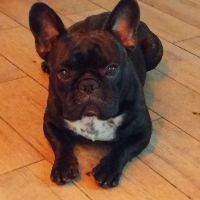 Membre SikhoteAlin883947