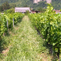 Membre CampoDelCielo690850