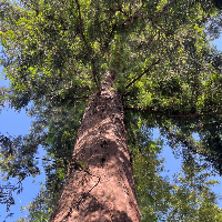 Membre Épiméthée957594