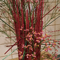 Membre Téthys684444