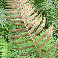 Photo de profil de ElfeduBassin