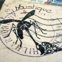 Photo de profil de Moustique60