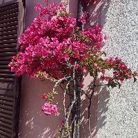 Calypso657381